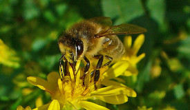 Apis mellifica